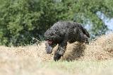 BOUVIER DES FLANDRES 009